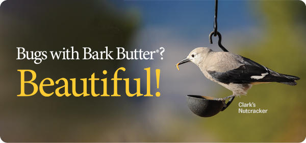 Bugs with Bark Butter®? Beautiful!