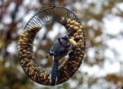 Holscher_PeanutWreathBlueJay2_4c