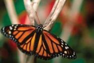 Monarch JRC 4 c