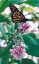 Monarch 3 JRC c