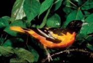 Balt Oriole c