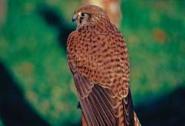 American Kestrel JFS